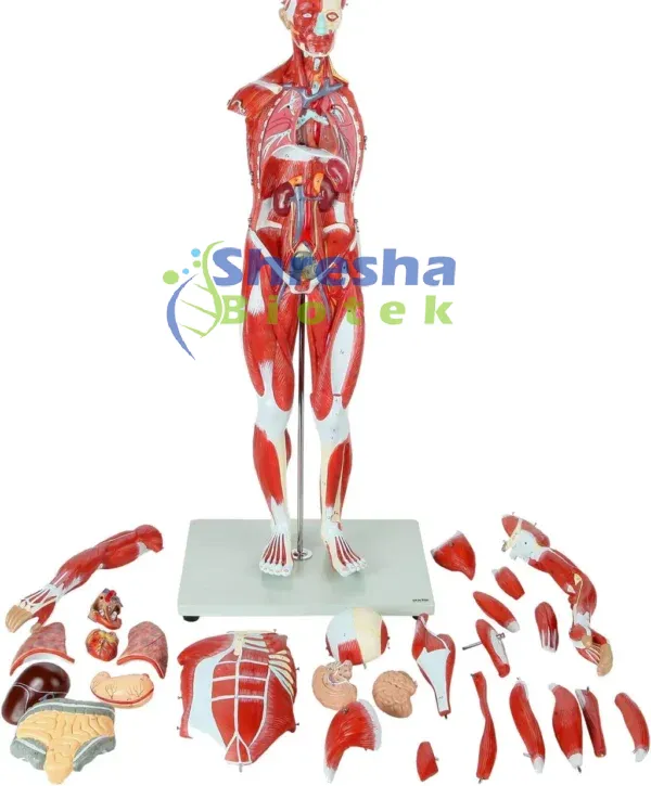 ANATOMY MODELS
