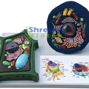 MICROBIOLOGY MODELS
