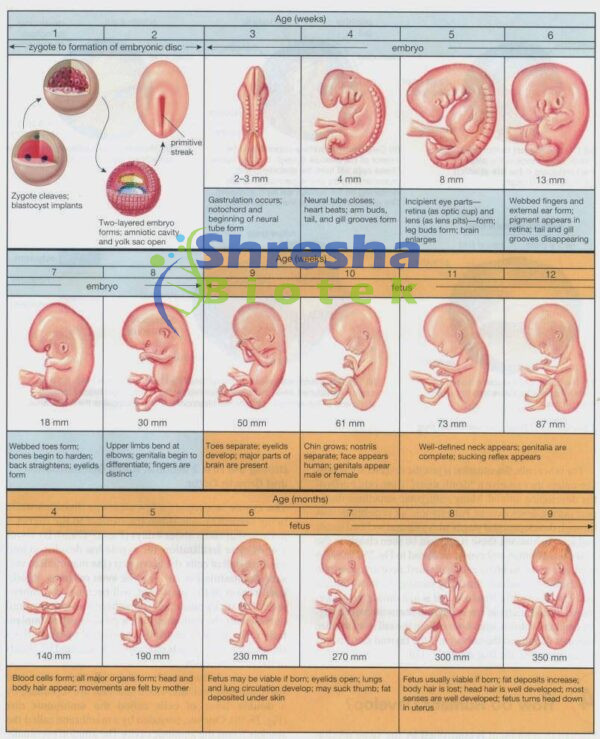 EMBRYOLOGY CHARTS