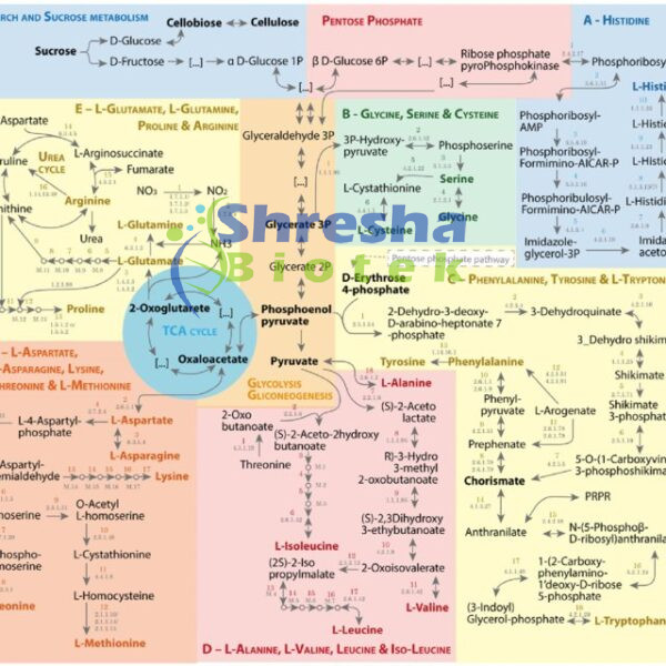BIOCHEMISTRY CHARTS