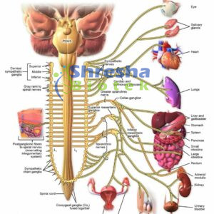 PHYSIOLOGY CHARTS