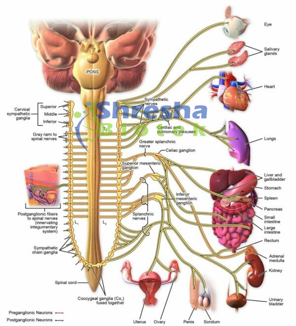 PHYSIOLOGY CHARTS