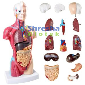 ANATOMY MODELS